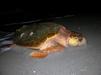 Picture 005c  Loggerhead Sea Turtle (Caretta caretta)